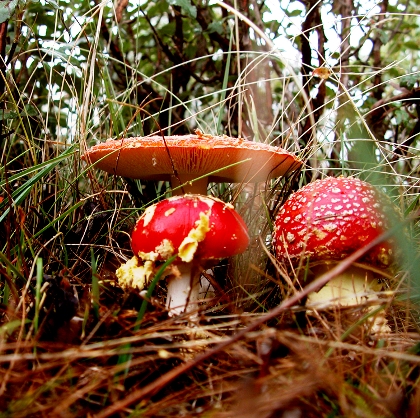 setas&subpag=tipos-de-setas