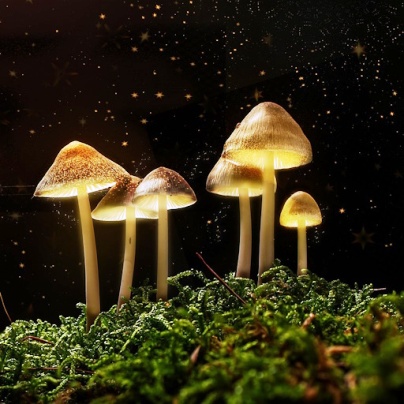 setas&subpag=su-numero