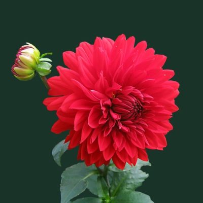 Las primeras imágenes